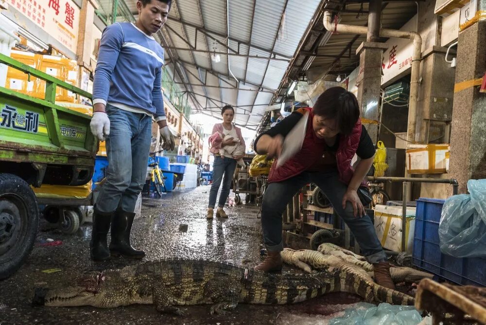 Китайский шок. Крокодиловая ферма Гуанчжоу. Китайский рынок морепродуктов. Китайский крокодил.