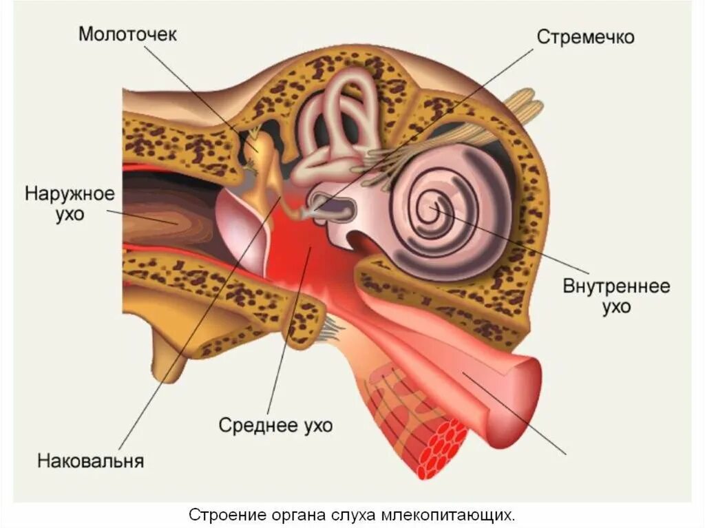 Органы слуха стремечко