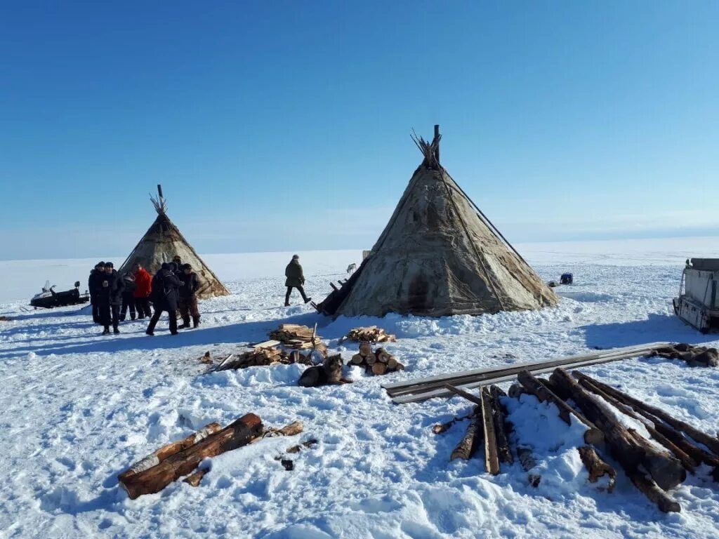 Домашние тундры. Жители тундры. Тундра жители тундры. Тундра проживание. Комфортное проживание в тундре.