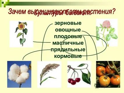 Группы культурных растений окружающий мир 3 класс