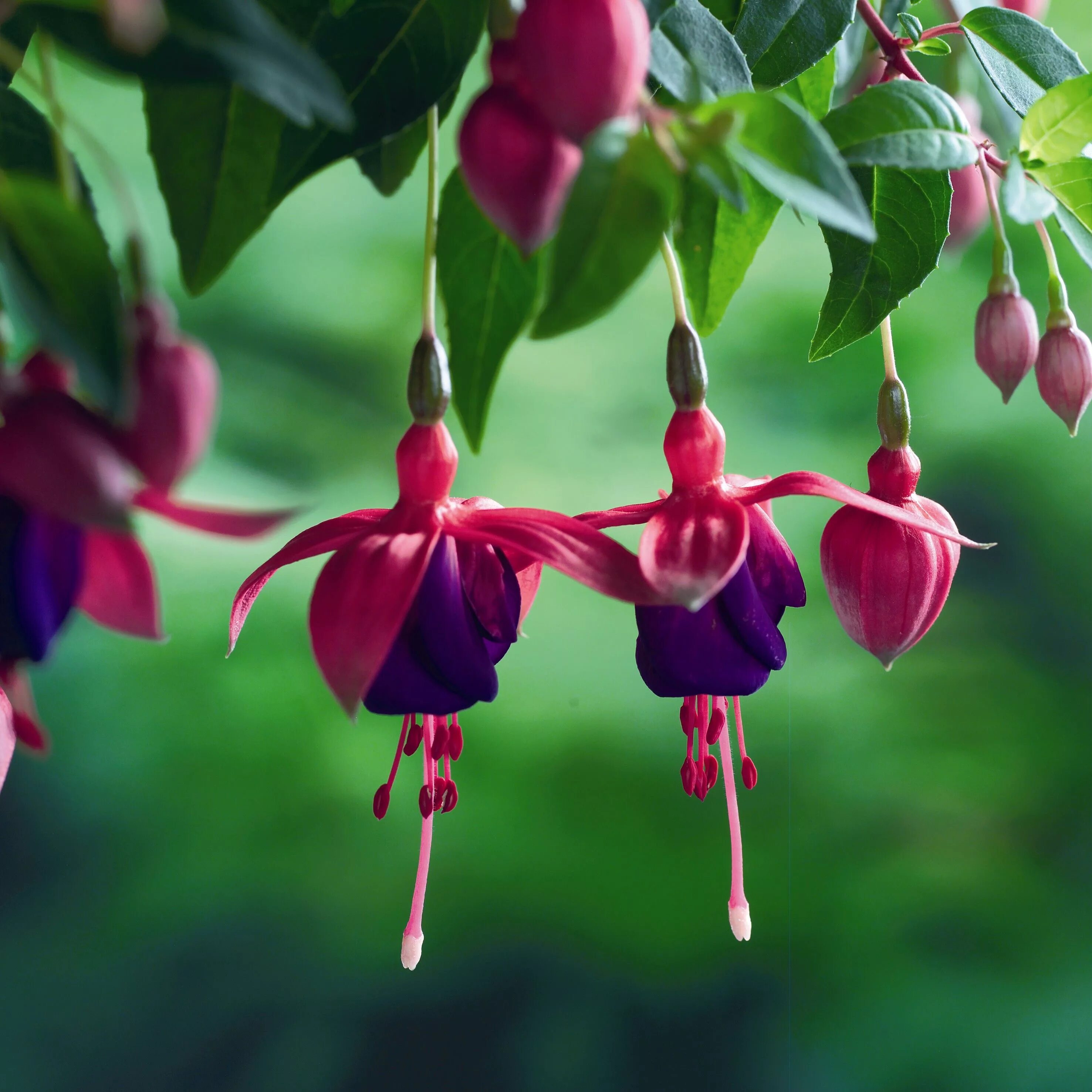 It s beautiful flower. Фуксия Блэки ампельная. Фуксия 'Regner Hansen'. Фуксия гибридная ампельная. Фуксия Таусендшон.