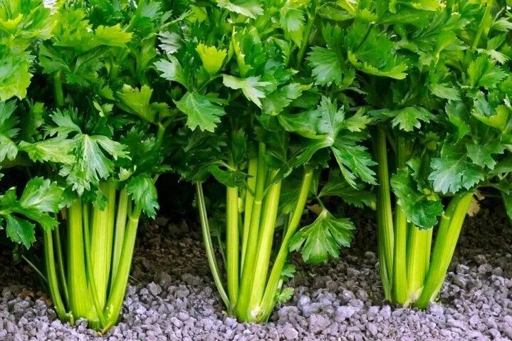 Как выглядит растение сельдерей Сельдерей стеблевой шт 1 79,99 купить по низкой цене на Яндекс Маркете