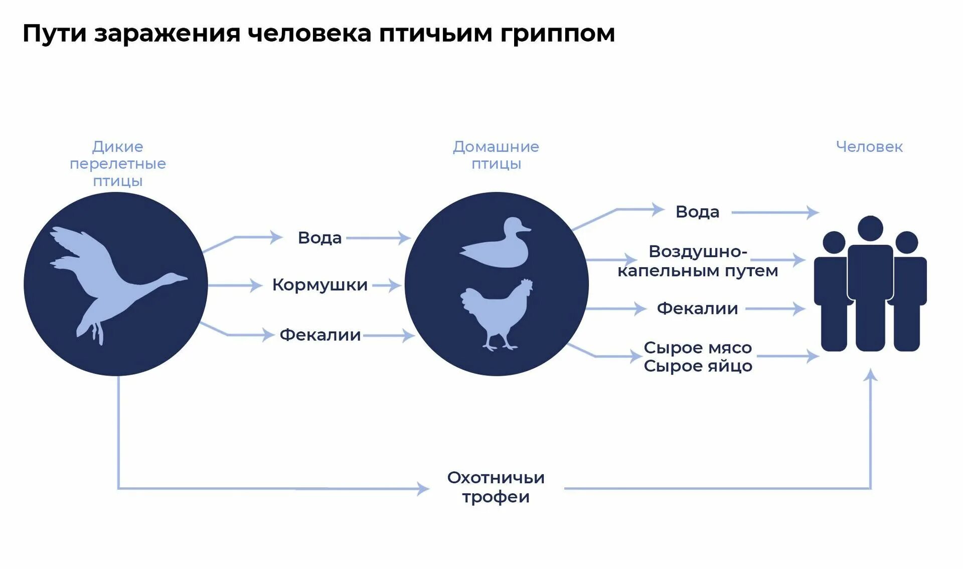 Птичий грипп h5n1. Заражение птичьим гриппом. заражения человека птичьего гриппа.