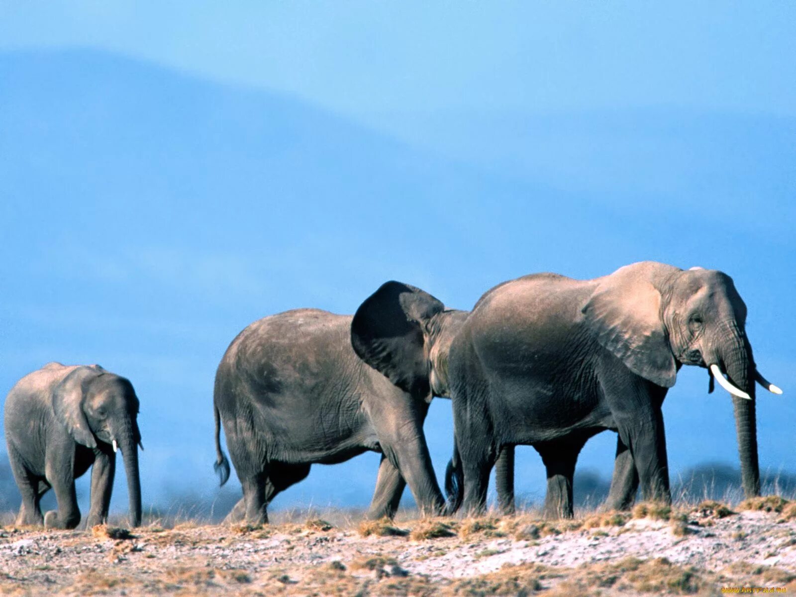 Elephants walking. Группа слонов. Слон самец фото. Картинки на рабочую группу слон. Three Elephants.