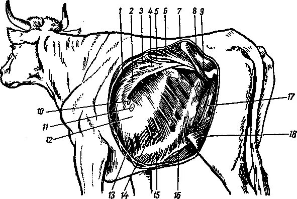 Диафрагма КРС топография. Мышцы грудных стенок КРС. Мышцы шеи и туловища КРС. Диафрагма крупного рогатого скота. Наличие диафрагмы у млекопитающих