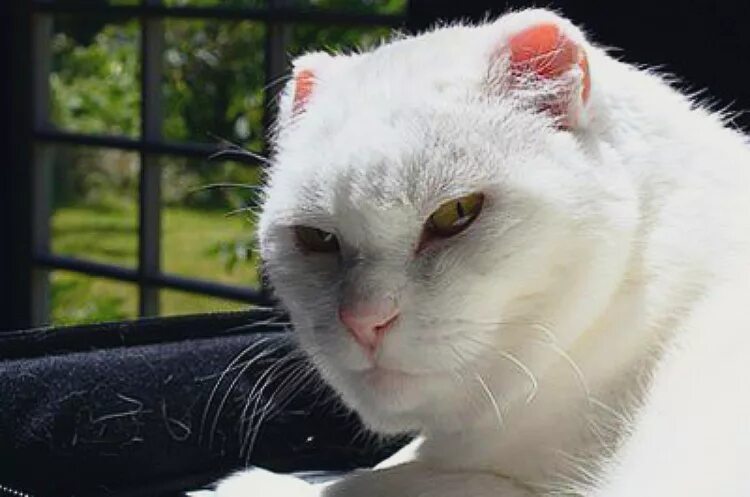 Почему обижен кот. Почему обижен кот. Обиженный котик. Разочарованный кот. Кот отвернулся обиделся.