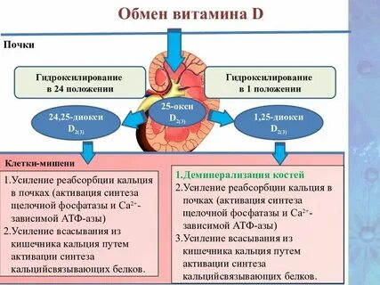 Сколько витамина д должно быть в организме