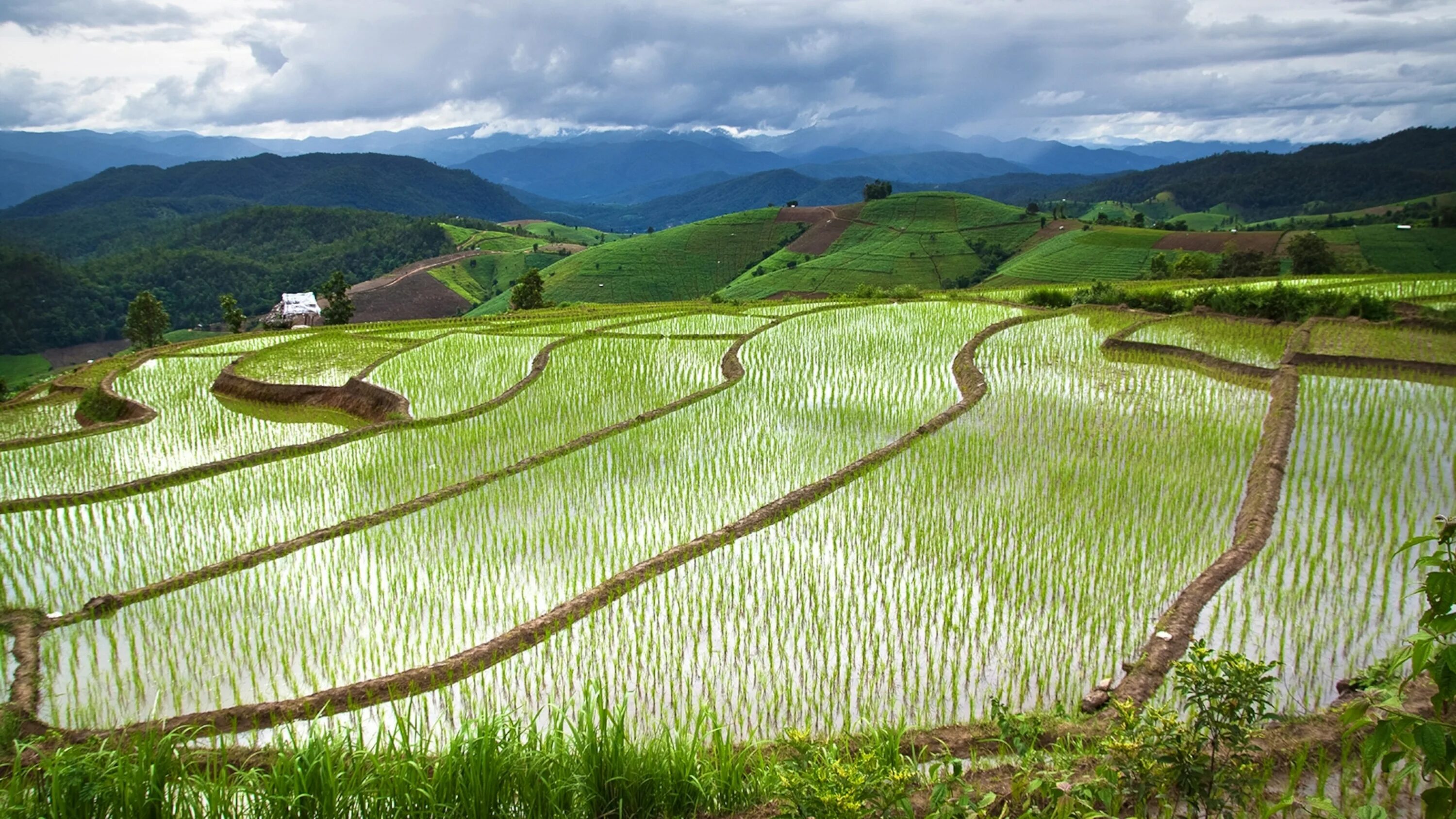 Ресурсы малайзии. Китай рисовые поля Янцзы. Рисовые поля в Тайланде. Рисовые плантации в Китае. Бразилия рисовые поля.