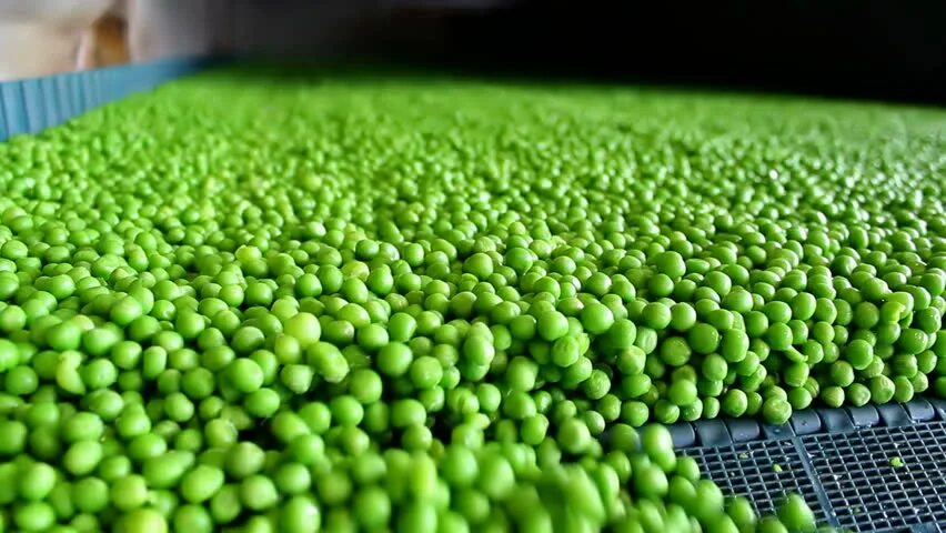 Горошек зеленый твист гост ст/б 700гр/8шт практик, шт. Зеленый горох. Очень много гороха. Горошек зеленый консервпром стекло. Горошины в стручке.