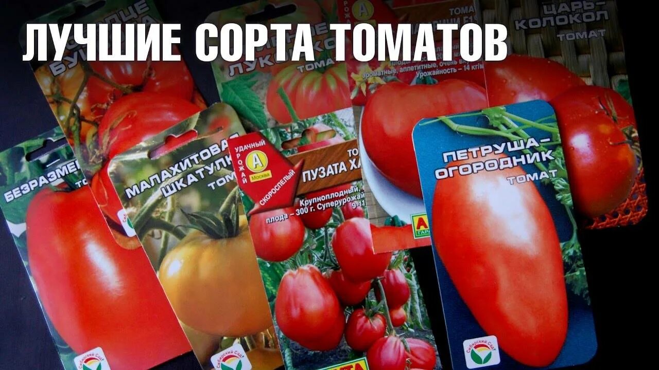 Сорта семян томатов для теплицы. Семена томатов сибирской селекции низкорослые для открытого. Томат низкорослые урожайные сорта. Самые лучшие семена помидор. Семена низкорослых томатов для теплиц.
