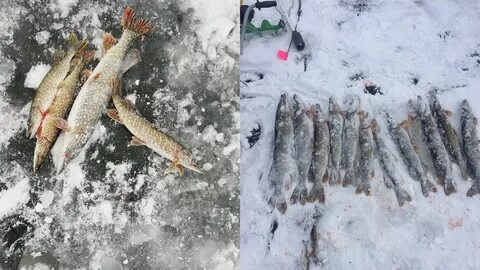 Общество рыболовов челябинской