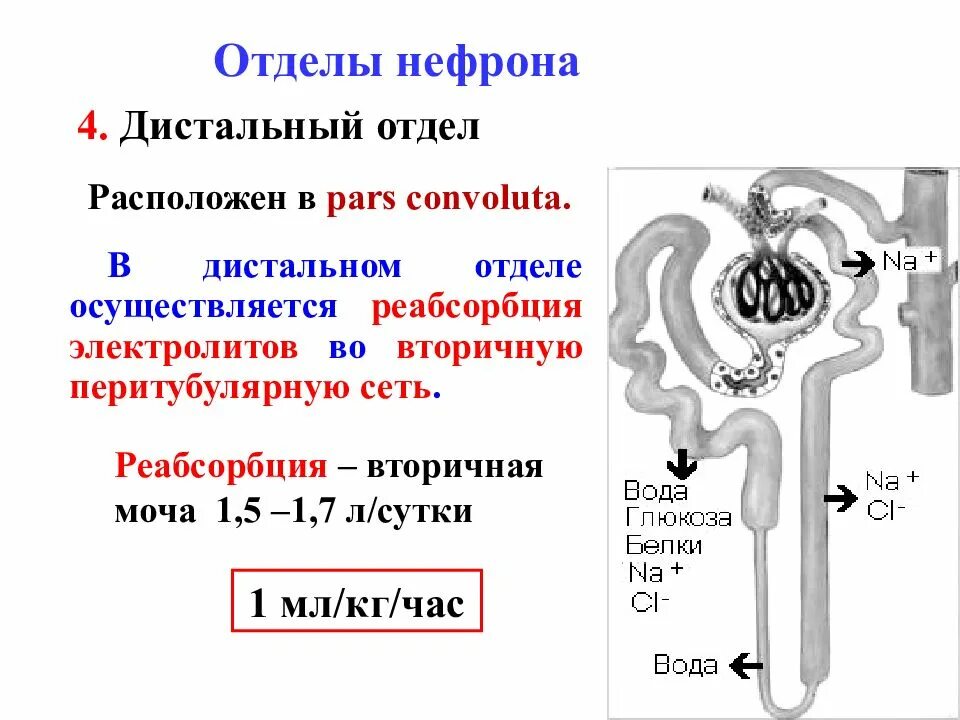 Строение нефрона почки реабсорбция. Мочевыделительная система строение нефрона. Структуры нефрона и их функции. Мочевыделительная система строение нефра. Строение нефрона таблица