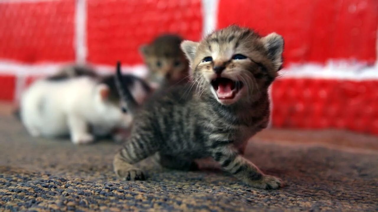 Мяуканье котят kittens meowing kittens meowing звук. Маленькие котята мяукают. мяуканье котят kittens meowing. маленький котенок. &quot;kittens meowing&quot; &amp;&amp; ( исполнитель  группа  музыка  music  band  artist ) &amp;&amp; (фото  photo).