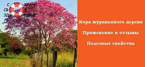 Муравьиное дерево отзывы