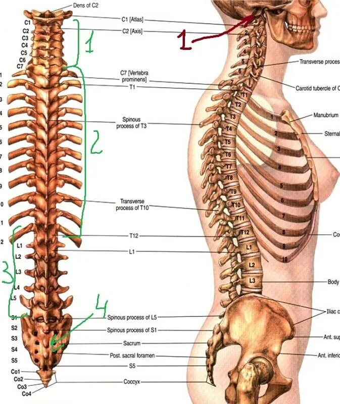 Строение позвоночника человека. Грудной отдел позвоночника (12 позвонков) (vertebrae Thoracales). Позвоночник человека 7 позвонок грудного отдела. 4 И 5 поясничный позвонок. Поясница где