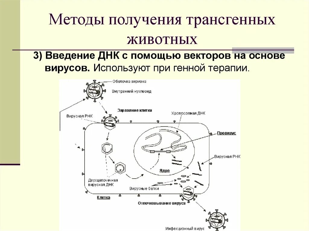 Методы введения днк. Получение и применение трансгенных и нокаутных животных. Метод получения трансгенных животных. Схема получения трансгенных животных. Введение ДНК С помощью векторов на основе вирусов.