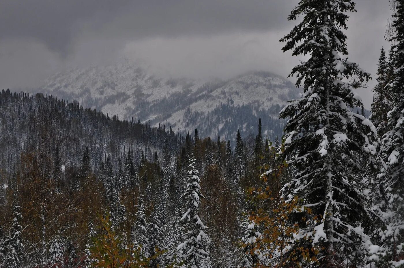Хребет Тигер тыш. Тайга осенью в снегу. Снег в тайге в ноябре. Тайга осень перед снегом.