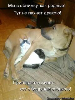 Родная я тут дай мне