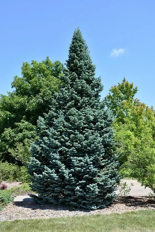 Пихта lasiocarpa compacta. Пихта субальпийская компакта. Пихта Горная "компакта" (compacta). Пихта субальпийская ласиокарпа. Ель компакта