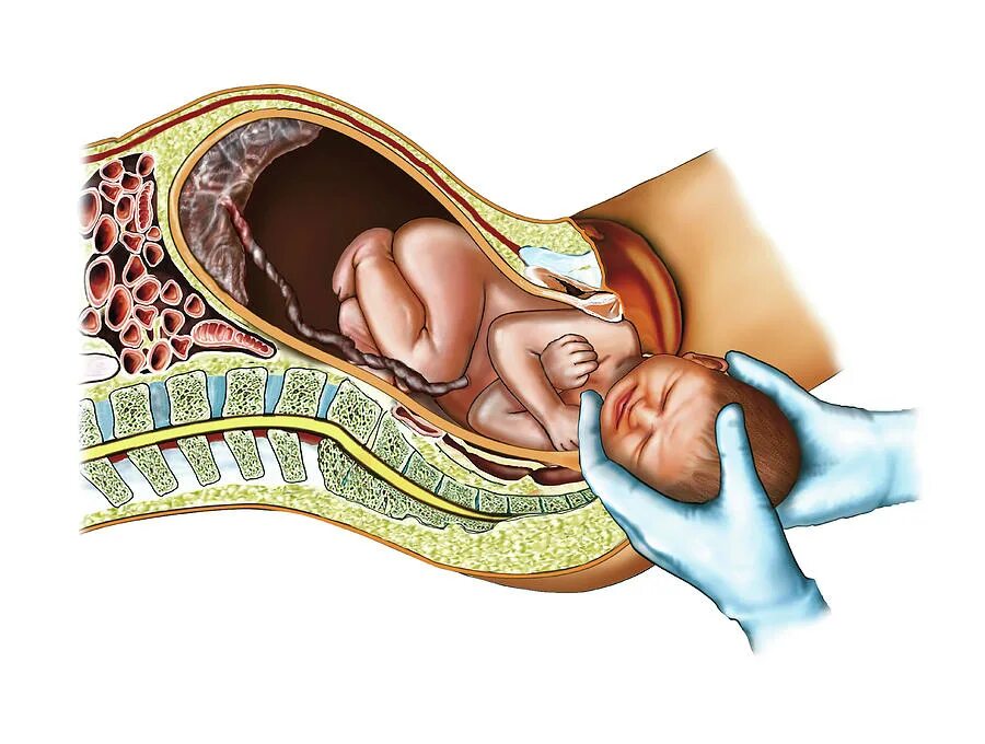 Беременность и роды биология 8. Процесс рождения ребенка. Рождение ребенка биология. Процесс рождения человека.