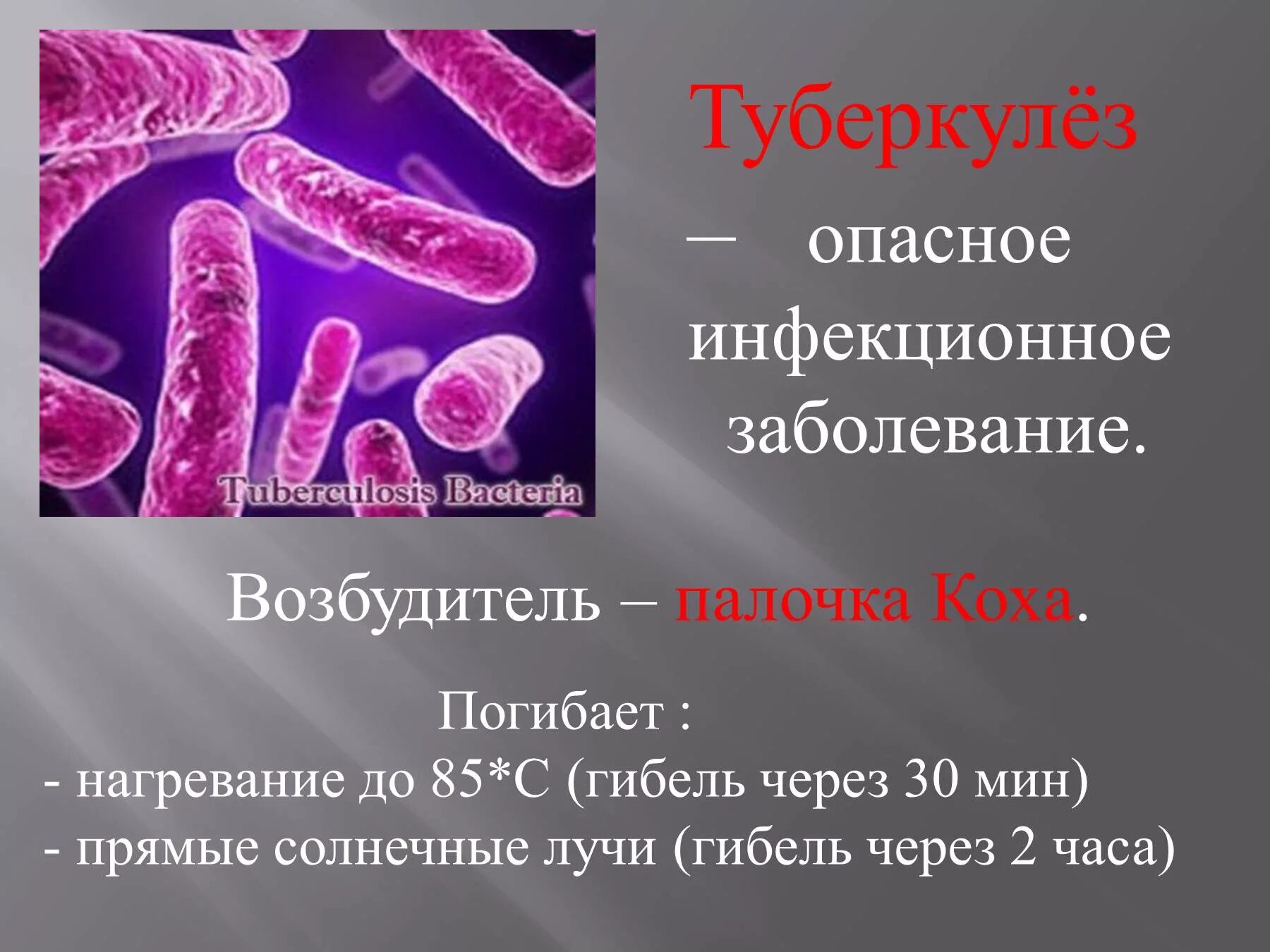 Заболевание туберкулез вызывают бактерии. Туберкулеза бациллы Коха. Микобактерия туберкулеза палочка Коха. Палочка Коха возбудитель туберкулеза. Палочки – микобактерия туберкулеза.