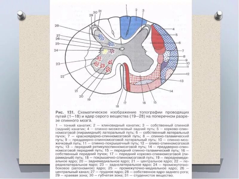 Центральное ядро спинного мозга. Схема проводящих путей белого вещества спинного мозга. Поперечный срез спинного мозга проводящие пути. Поперечный срез спинного мозга ядра. Сапин проводящие пути спинного мозга.