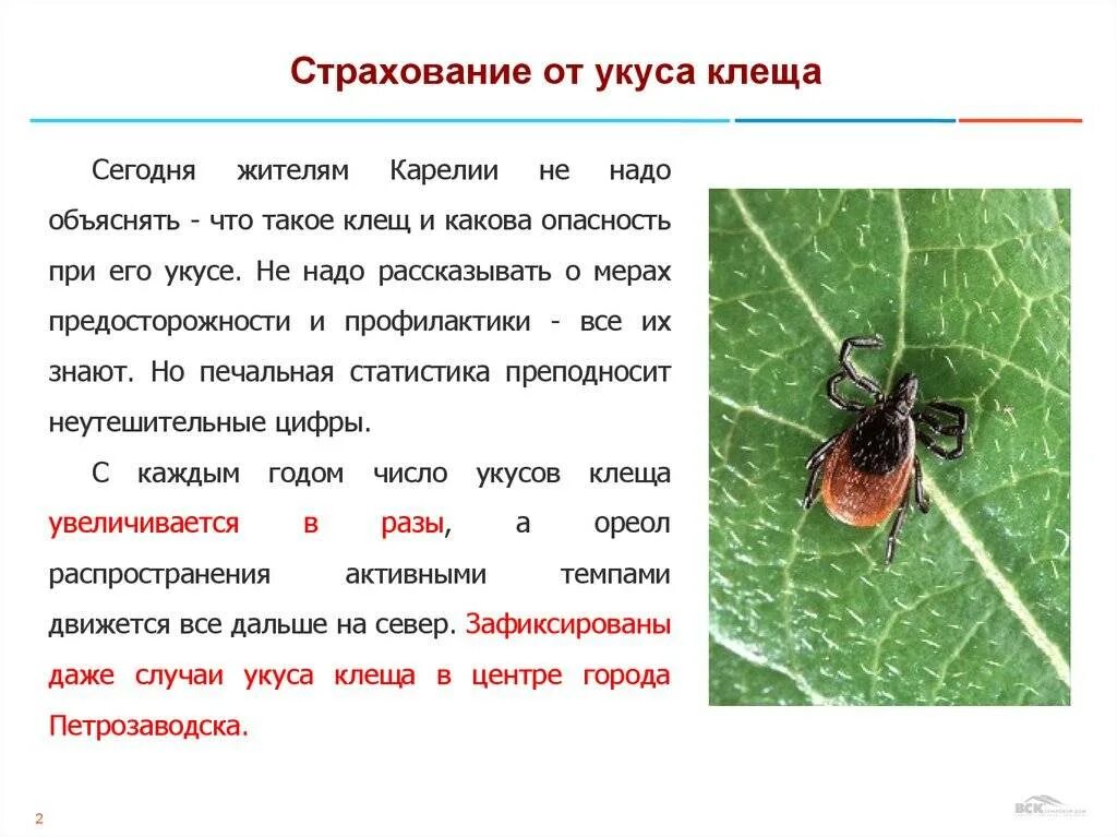 Страховка от клеща в новосибирске. Страховка от клеща. Клещ страхование. Страхование от укусов клещей.