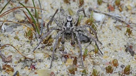 Найти spider
