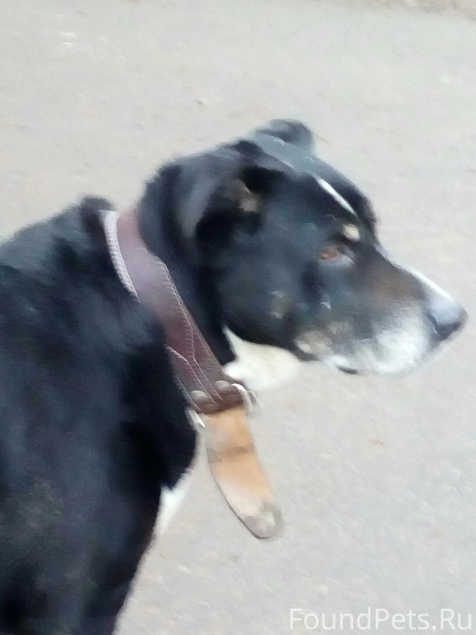 Животные долгопрудного. Собака долгопрудный. Собака долгопрудный. Собака долгопрудный. Немецкие овчарки кодинск.