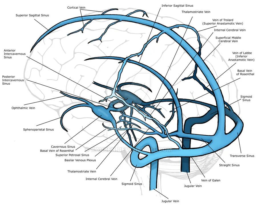 Sinus sagittalis superior