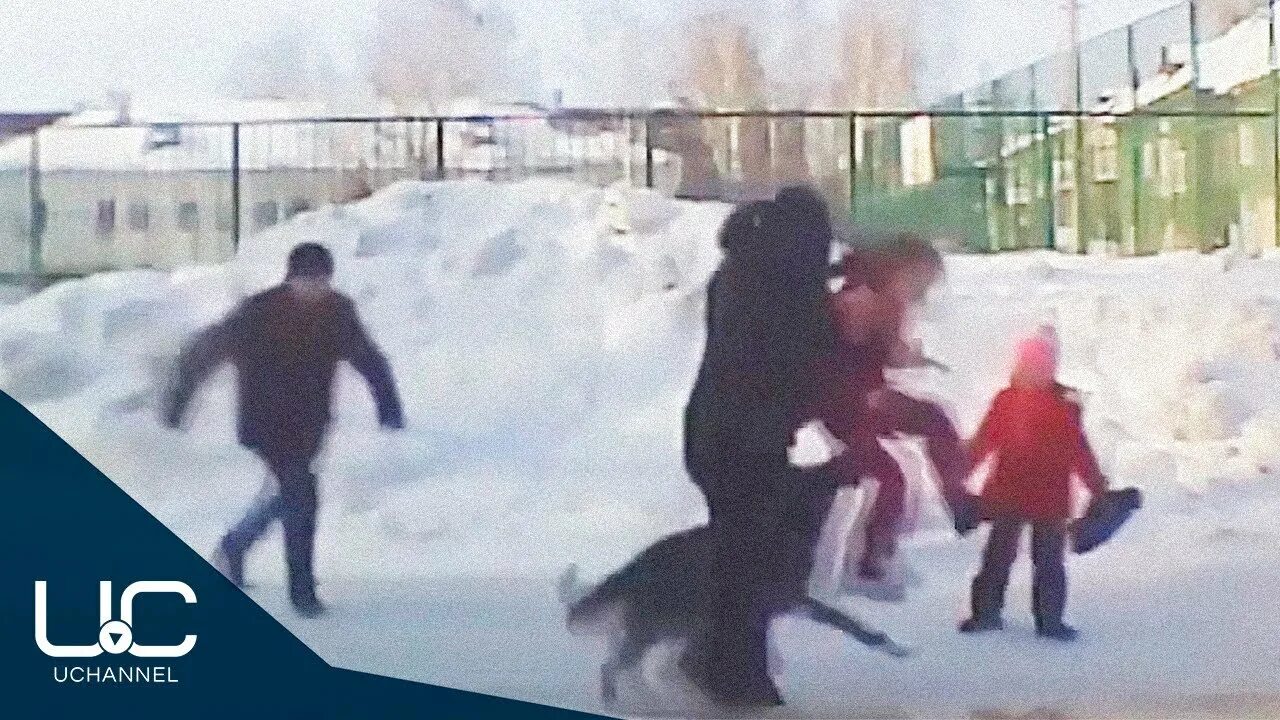 Нападение собак видео. Бродячие собаки напали на ребенка. Собака напала на ребенка в Новосибирске. Бродячие собаки загрызли ребенка.