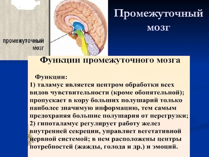 Функция промежуточного мозга дыхание температура тела. Функции отдела головного мозга промежуточный мозг. Промежуточный мозг строение и функции кратко. Функции промежуточного мозга кратко. Функции основных структур промежуточного мозга.