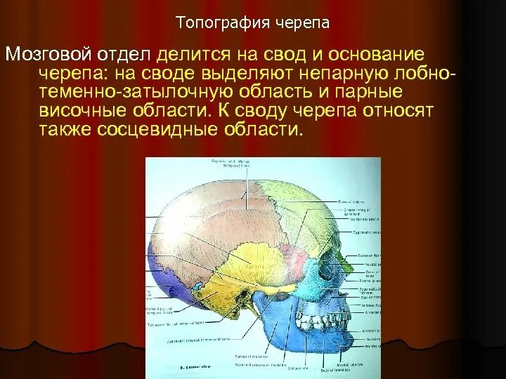 Топограмозгового отдела головыфия анатомия. Топографические образования мозгового черепа. Топография мозгового отдела черепа топографическая анатомия. Основание мозгового отдела черепа. Слои свода