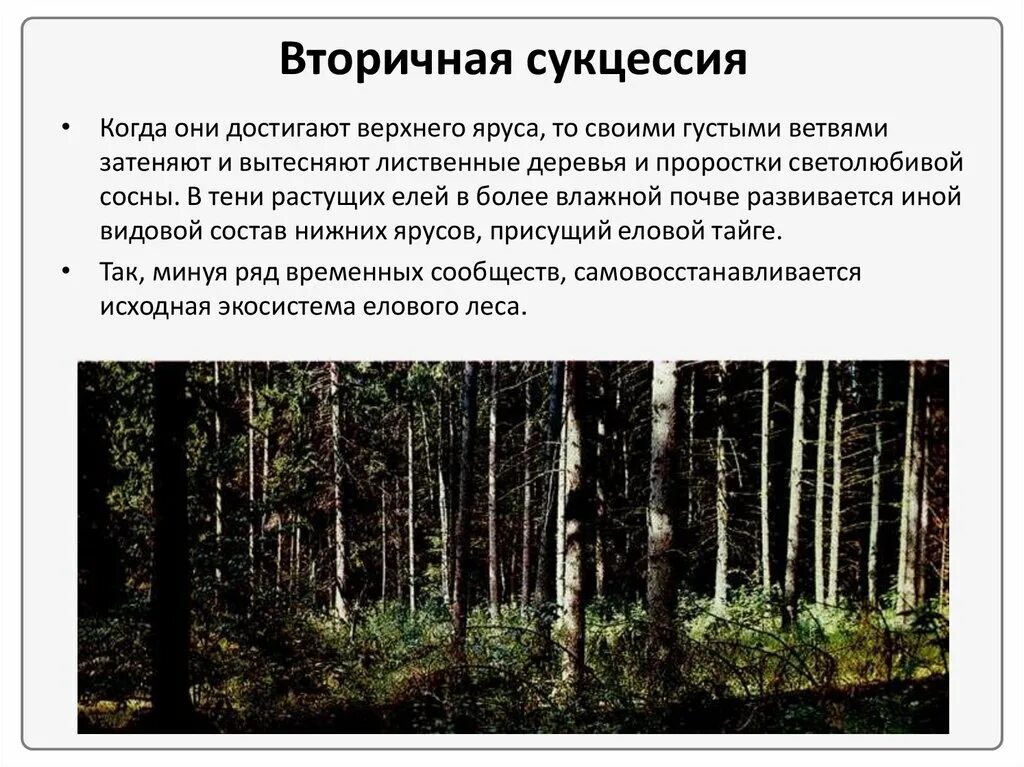 Установите последовательность вторичной сукцессии. Установите последовательность вторичной сукцессии