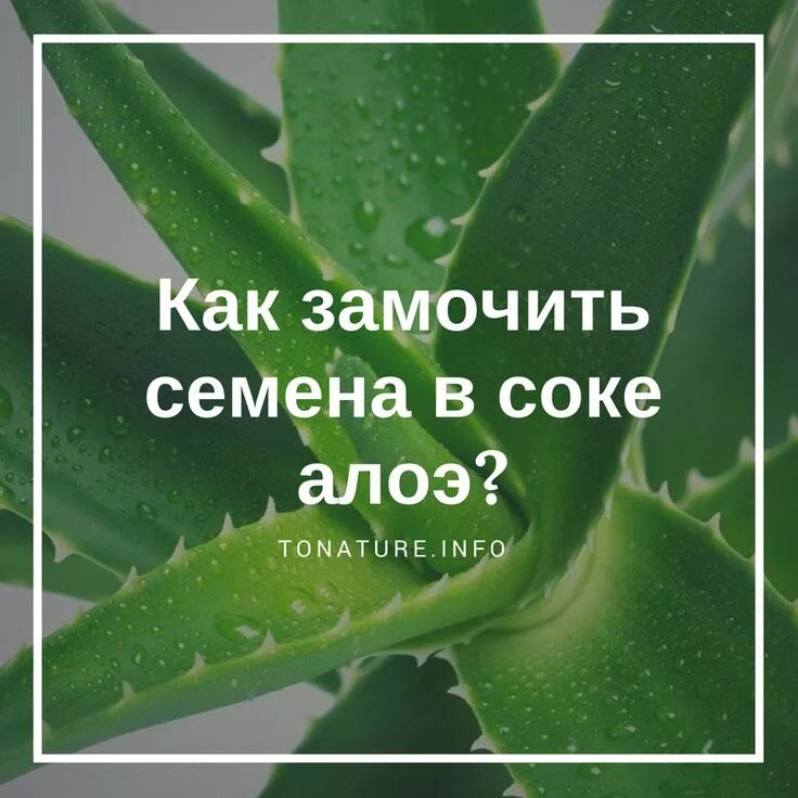 Семена в соке алоэ. Семена алоэ столетник. Проращивание семян в алоэ. Замочить семена в алоэ перед посадкой. Замачивание семян перца в алоэ