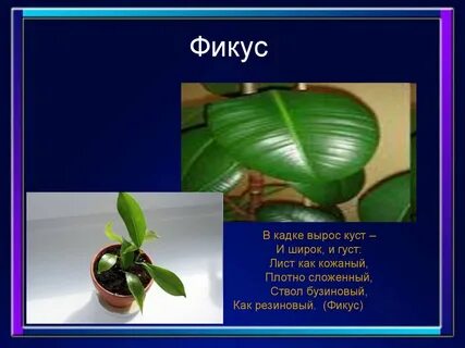 Откуда к нам пришла фикус