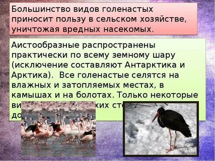 Для большинства птиц характерен
