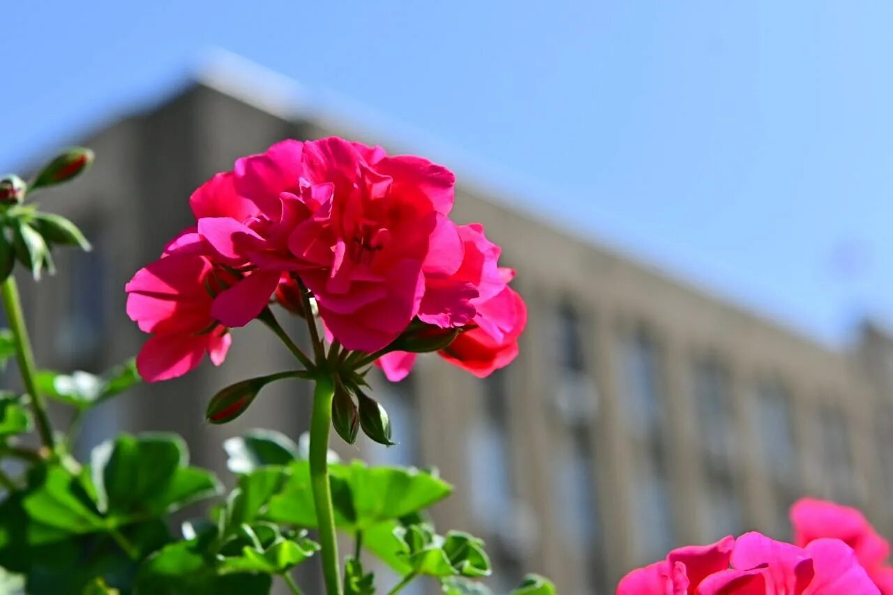 Цветы гиб. Цветы Буденновск. Фото растений Буденновского района.