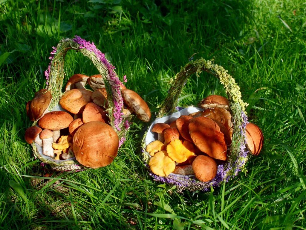 грибы в сентябре. грибы собирают осенью. грибы собирают осенью. сбор грибов в лесу. грибы собирают осенью.