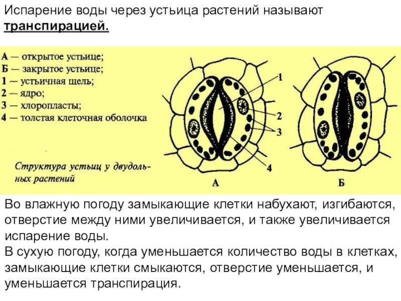 Пользуясь таблицей численность устьиц у некоторых растений. Побочные клетки устьиц. испарение воды через устьица. устьица расположены между клетками проводящей ткани. замыкающие клетки устьиц оболочки.