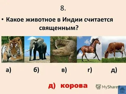 Этих животных считая что они