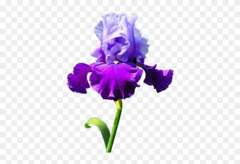 Файл iris png был выложен в интернете