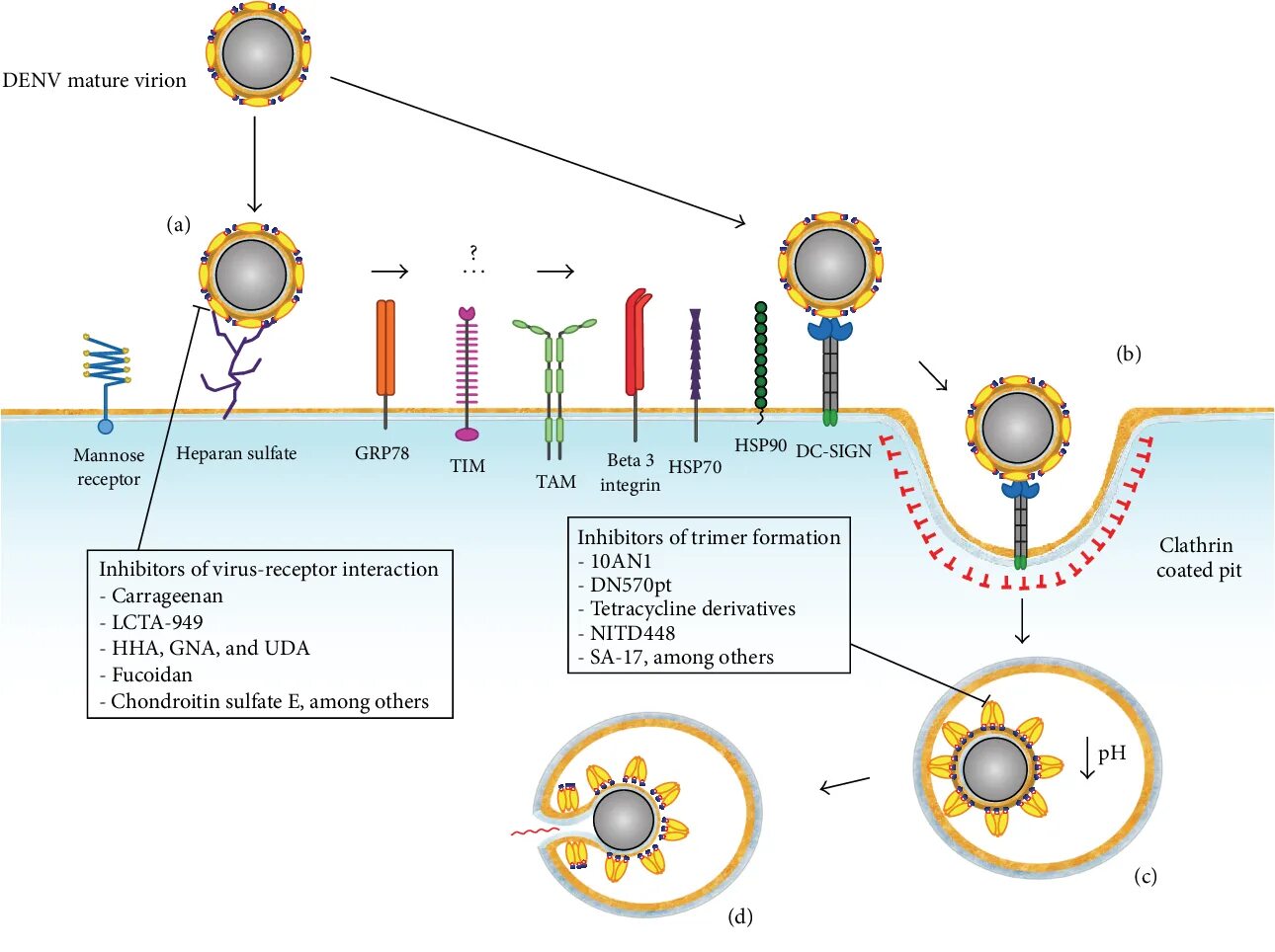 Make virus. Репликация вируса желтой лихорадки. Вирус пдф. Fusion inhibitors. Virus Vessel редкость.