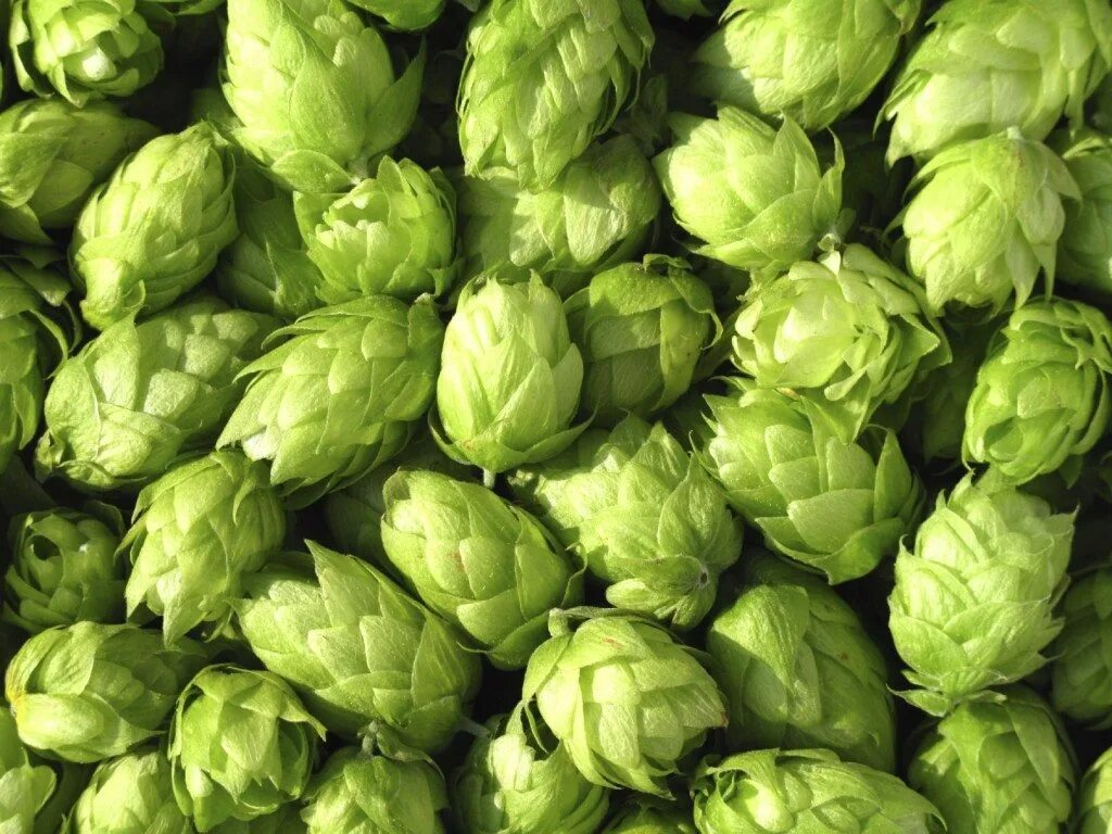 Hop