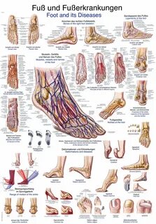 Foot это сколько