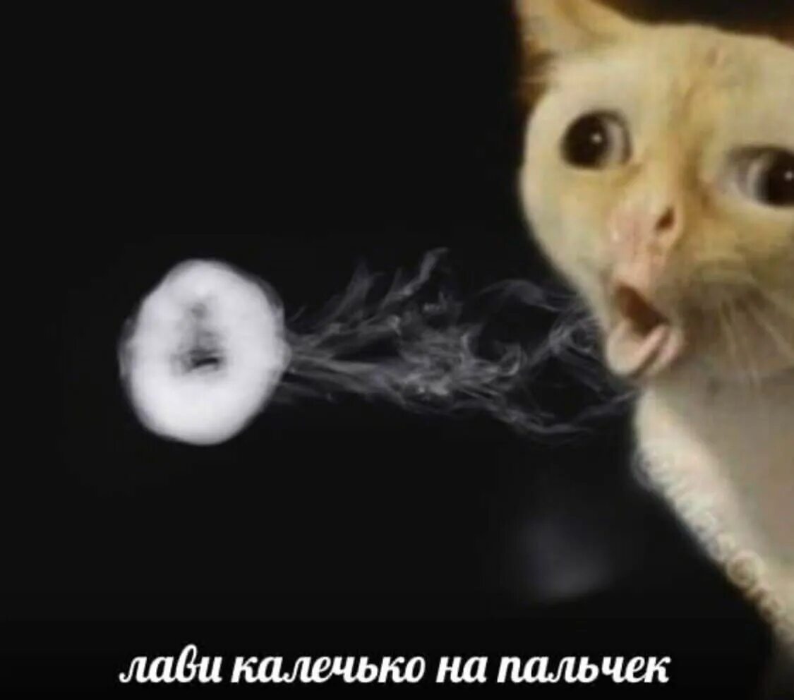 Кот дым. Кот из дыма. Кот дым. Кошка огонь. Дымовой кот.