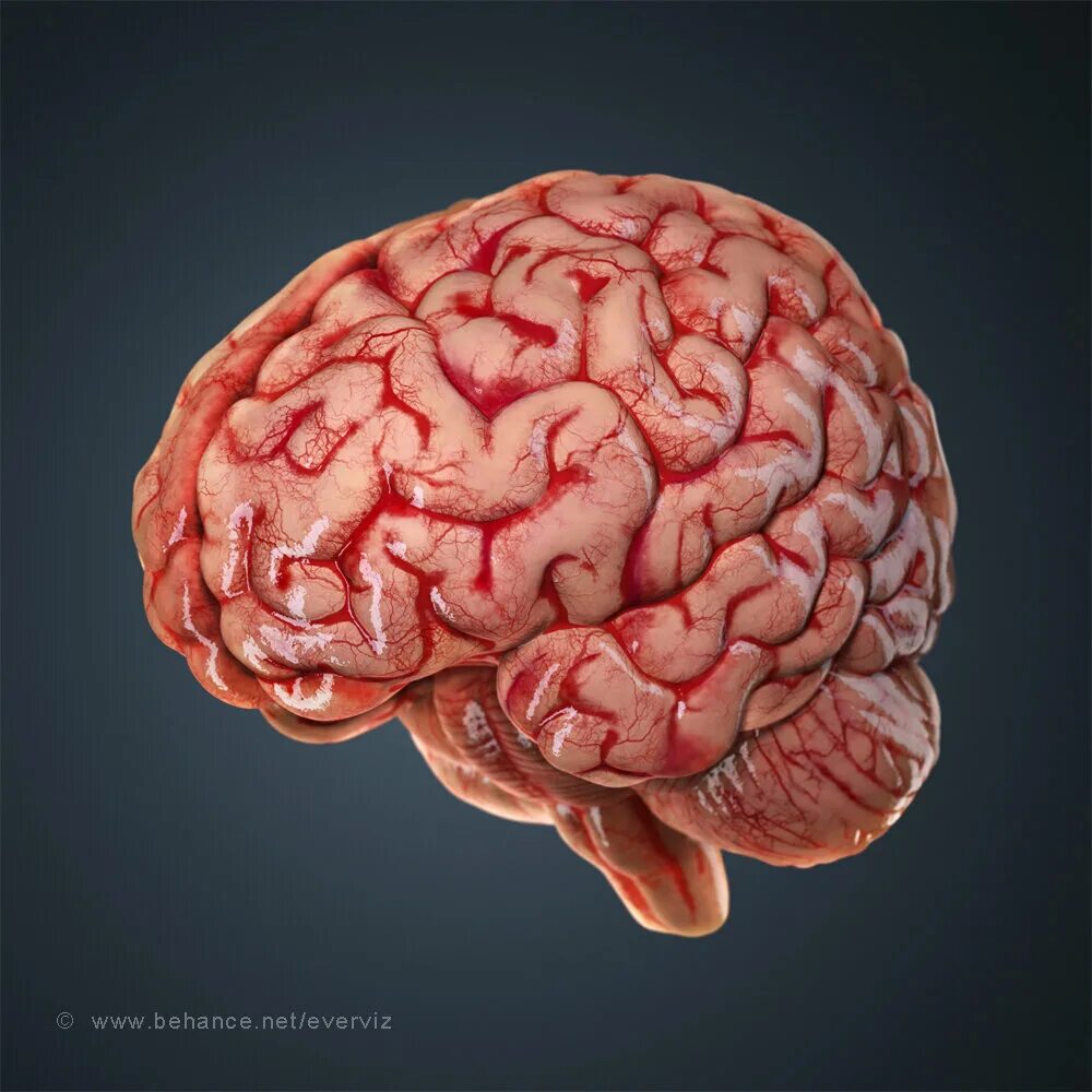 Головного мозга на ранних. Мозги человека анатомия.