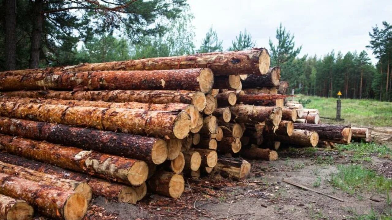 Где можно купить лес. Добыча древесины. Использование лесов. Лесхоз. Аукционы древесины.