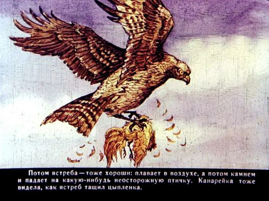 Сказки мамина сибиряка про воронушку черную головушку. Сказка про воронушку черную. Мамин сибиряк про воронушку черную головушку и желтую канарейку. Сказка про воронушку мамин сибиряк. Сказка про ворону мамин сибиряк.
