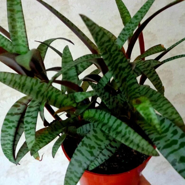 Ledebouria socialis Растения, Комнатные растения, Цветение
